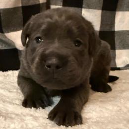 Red- Charcoal - Charcoal male Dilute Retriever puppy in Marion, Illinois from Summer Lovin’ Labradors of Southern Illinois