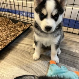 Pomsky Puppies from Lunar Pomskies