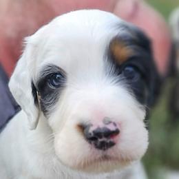 Tri-Male - First Born - Blue belton and tan (tri-color) male English Setter puppy in Boise, Idaho from English Setters of the Eyrie