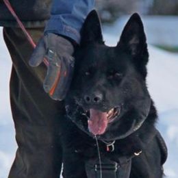 German Shepherds from R3 Workingline Shepherds