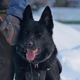 German Shepherds from R3 Workingline Shepherds