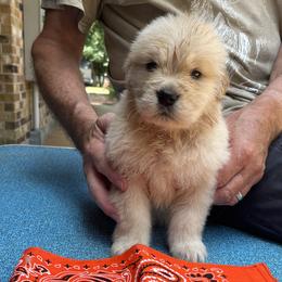 Girl 3 - Golden Retriever puppy in Shepherd, Texas from Wahkeen Golden Retrievers