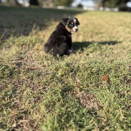 Rory - Black tri female Toy Australian Shepherd puppy in Sealy, Texas from Southern Belle Aussies
