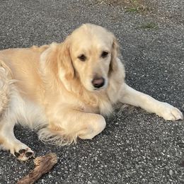 Ceili   (kaylee) - Golden Retriever