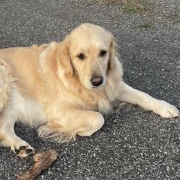 Ceili   (kaylee) - Golden Retriever