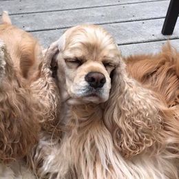 Cocker Spaniels from Sugarhill