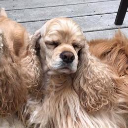 Cocker Spaniels from Sugarhill
