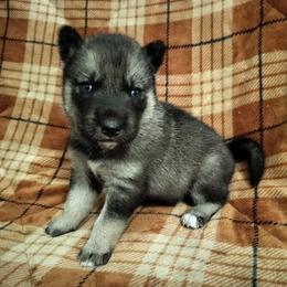 AKC Penelope - Agouti and white female Siberian Husky puppy in Cedarville, Ohio from Evereve Kennels