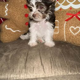 Echo - Parti female Yorkshire Terrier puppy in Clarksburg, Indiana from Hidden Gems Parti Yorkies