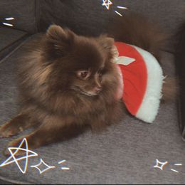 Mocha - Pomeranian