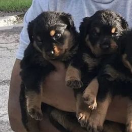Rottweiler Puppies from Vom Haus Curbeam Rottweiler Kennel, LLC