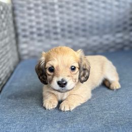 Owala - Fawn (isabella) and cream female Dachshund puppy in Troup, Texas from Darling Doxies