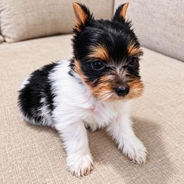 Yorkshire Terrier Puppies from Kashmir Yorkies