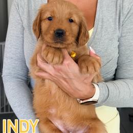 Indy - Dark golden female Golden Retriever puppy in Rancho Cucamonga, California from Robinson Retrievers