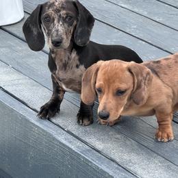 Leah - Dapple female Dachshund puppy in Paso Robles, California from Nicole's Dachshunds