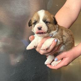 Sable male 2 - Sable male Pembroke Welsh Corgi puppy in Alpine, Texas from Storm Dogos & Country Corgis