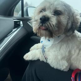 Jerry - Cream male Lhasa Apso puppy in Snover, Michigan from Lhasa Fur Life