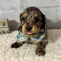 Boy two - Black and cream male Dachshund puppy in Lakeland, Florida from Ruthie’s Rich Mini Dachshunds