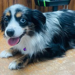 Luna - Toy Australian Shepherd