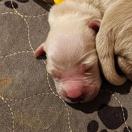 Yellow - Golden female Golden Retriever puppy in Lucasville, Ohio from Halo Kennels