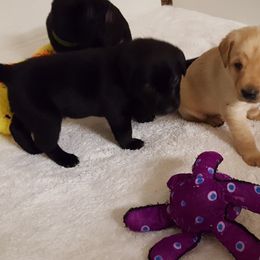 Labrador Retriever Puppies from Centerfield Retrievers
