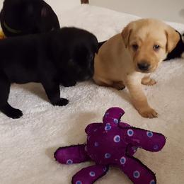 Labrador Retriever Puppies from Centerfield Retrievers
