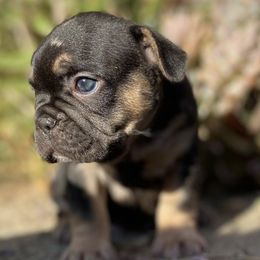 French Bulldogs from Paws&Kisses