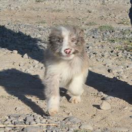 Benedict - Red merle male Aussiedoodle puppy in Delta, Colorado from PTK Ranch