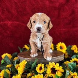 Stetson - Cream male Labradoodle puppy in Elizabeth City, North Carolina from Howdy Doodles