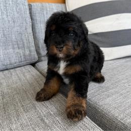 Girl 5 - Tri-color female Bernedoodle puppy in Spring Hill, Florida from Ohana Doodles