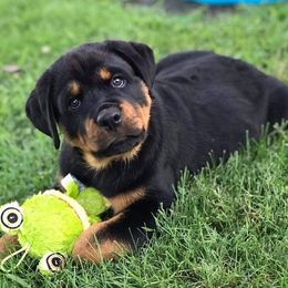 Rottweilers from Obsidian Rottweilers