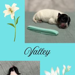 Valley - Blue mottled female Australian Cattle Dog puppy in Seneca, Missouri from MO Morningstar Heelers