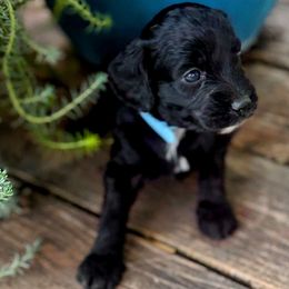 Light Blue Collar - Black and white female Aussiedoodle puppy in Parma, Idaho from Arena Valley Acres