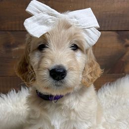 Love - Purple Collar - Girl - Apricot Goldendoodle puppy in Conway, New Hampshire from Arbor Grace Doodles