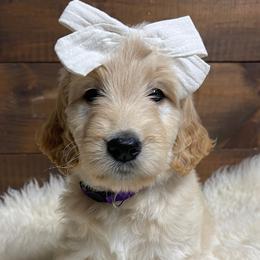 Love - Purple Collar - Girl - Apricot Goldendoodle puppy in Conway, New Hampshire from Arbor Grace Doodles