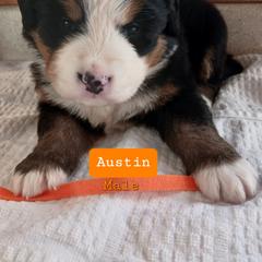 Bernese Mountain Dog Puppies from Varners Berners