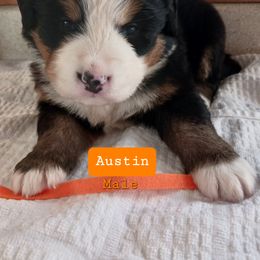 Bernese Mountain Dog Puppies from Varners Berners