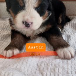 Bernese Mountain Dog Puppies from Varners Berners