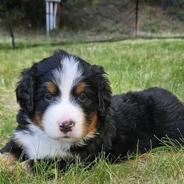 Bernese Mountain Dog Puppies from Rusty Brows Berners