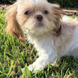 Lavender - Red and white female Shih Tzu puppy in Saint Johns, Florida from BEH Puppies LLC