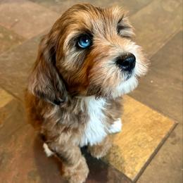 Pebble - Merle female Bernedoodle puppy in Royse City, Texas from Platinum Bernedoodles of Texas