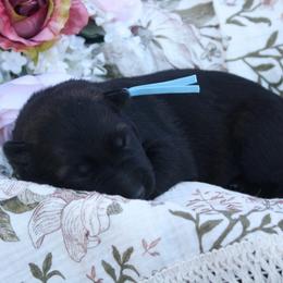 Doc - Sable male German Shepherd puppy in Ratcliff, Arkansas from Ridgeline Shepherds