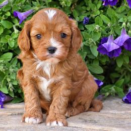 Blain - Red male Cavapoo puppy in Gap, Pennsylvania from Country View Puppies ( License 18816)