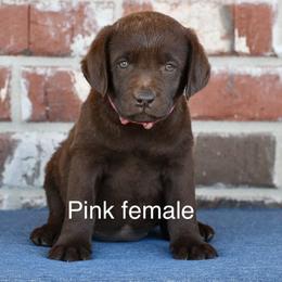 Pink Female - Chocolate female Labrador Retriever puppy in Mississippi from Sure Shot English Labs