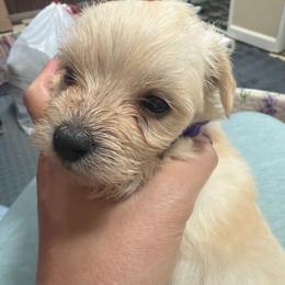 Leia - White and tan female Morkie puppy in Winston Salem, North Carolina from Patty’s Paws