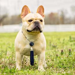 French Bulldogs from Highwood Farms