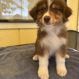 Australian Shepherd Puppies from Al Sira Australian Shepherds