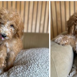 Sheepadoodles from Real Doodles of OC