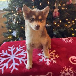 Jaguar - Red and white male Pomsky puppy in Bucyrus, Missouri from Hill Top Pomskies