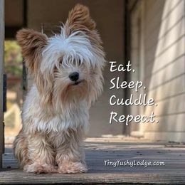 Yorkshire Terrier puppies from Tiny Tushy Lodge